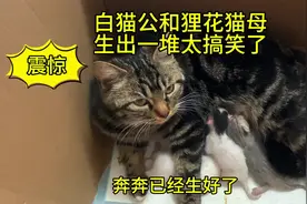 白猫公和狸花猫母生出来一堆太搞笑了！#农村生活 #生小猫了