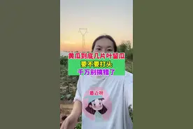 黄瓜要不要打头？到底几片叶留瓜，千万别搞错了#传播农业小知识 #我的小菜园 #种植小技巧 #田园生活 #自己种的纯天然的绿色蔬菜视频封面