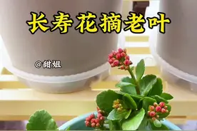 长寿花有花苞后，可以把这种叶子摘掉，花开多十倍#种植小技巧#长寿花#家庭养花视频封面