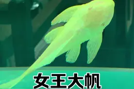 清道夫到底会不会吃褐藻啊，太烦了！#观赏鱼 #养鱼日记 #清道夫