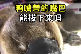 鸭嘴兽的嘴巴能拔下来吗？ #鸭嘴兽 #鸭嘴兽到底有多奇葩 #鸭嘴兽冷知识 #鸭嘴兽的进化bug