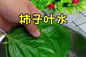 万万没想到，柿子叶上锅煮一煮#居然那么厉害##生活小妙招##美食#柿子叶汤