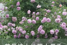 围观多种形态的月季‘蓝色阴雨’ 发现全是花苞～你的也是吗？#月季 #爱生活爱养花 #我的花花草草🌸🌸 #青dou计划 #海蒂的花园 @抖音短视频视频封面