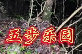 五步she又叫尖吻蝮。我们这喜欢叫烙铁头。喜欢呆在阴凉湿润的地方。山谷里，小溪、水沟边。都是他们喜欢待的地方，夏秋两季喜欢进山的朋友一定要擦亮眼睛。看清楚再下脚。10月5号遇到的，我截图在评论区。#记录我的大山生活 #户外 #赶山人 #大山里的原生态