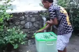 眼镜王蛇VS竹叶青