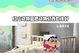 可恶 我是不会放弃去红山动物园的#红山动物园#动物#犀牛#可爱