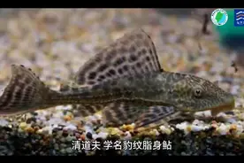 科普入侵物种清道夫 来源：剪映#福建海促会 #科学放生