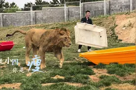 原来狮子老虎是这样回家的，小小四：感情破裂只在一瞬间视频封面