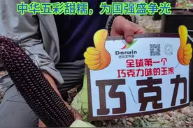 创新中国特色五彩甜糯种质资源，超越美国，为国争光，为民谋福。视频封面