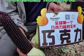 创新中国特色五彩甜糯种质资源，超越美国，为国争光，为民谋福。视频封面
