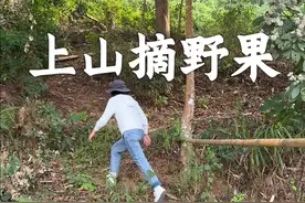 上山摘野果的一天 靠山吃山，山上随处都是野果，可惜还没到成熟期。#植物科普 #热带水果 #我的乡村生活 #摘野果#野果视频封面