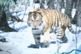 野性西伯利亚虎，在大自然的环境下，它是自由也是凶狠的视频封面