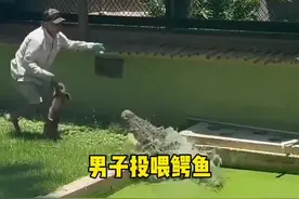 男子用小猪投喂鳄鱼#解说版动物世界 #鳄鱼 #动物世界视频封面