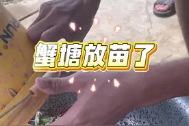 蟹塘放苗了，已经是第四批，从蟹农手上收购的海苗，分批次下塘#青蟹 #海岛生活 #膏蟹视频封面