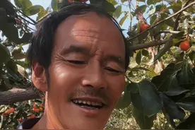 柿子熟了 ，二十多年前，我的剪树老师说，在日本，老年人把柿子当长生果，管了尽三十年柿子树，不知道什麽营养，不过真的好吃🙏🏾#柿子红了 #柿子熟了 #自家果园视频封面