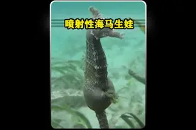 海马为什么是由爸爸生育后代？来见识下海马爸爸的“喷射性”生娃视频封面