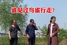 谁见过鸟雀行走？#三农 #农村生活 #农业 #传统文化 #鸟类