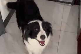 自己的孩子犯错不舍得揍#边牧 #萌宠出道计划 #万物可爱计划 #可爱在我家 #边牧果冻视频封面