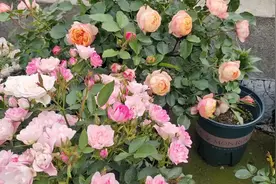 夏天月季施肥怕烧根，有一款肥料吸收快适合夏天施肥，一起来看看视频封面