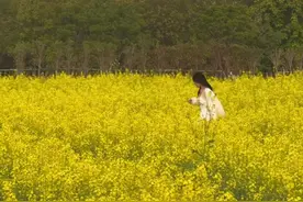 没去婺源，广州长洲岛油菜花海上线，已进入最佳观赏期，火速冲#好看的花一定要分享给你 #有一种色彩叫婺源黄#油菜花 #广州游玩推荐视频封面