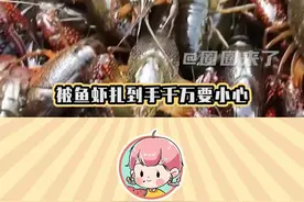 #被鱼虾夹到手千万要小心  处理鱼虾最好戴上皮手套