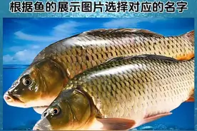 #看图识鱼 #鱼类科普 #鱼类视频封面