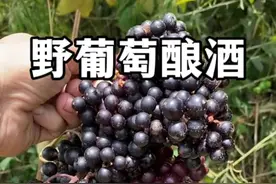 一种酿酒超级棒的野葡萄，葡萄的远房亲戚，中文名叫蛛丝酸蔹藤。#植物科普 #野葡萄#葡萄酒 #自然奇境科普季