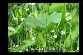 泽泻：如何正确使用，功效与作用全解析！视频封面