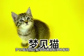 梦见猫是什么寓意？#你的梦境在暗示什么 #周公解梦 #梦境解析视频封面