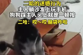 7月28日，辽宁。二哈的迷惑行为！主人躺沙发上玩手机，狗狗踩主人头上就是一顿按。（视频来源@二狗是真狗 ）