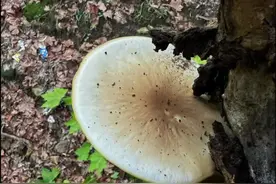 野生茶树菇近期大爆发，又名柱状田头菇，茶薪菇，杨树菇，茶菇，油菜菇等。一般生长在梧桐树和柳树较多，采摘时一定要注意安全，别人的都是在树根生长，怎么今天和老表遇到的全是高难度的昵？#创作灵感 #采蘑菇的一天 #野生菌 #茶树菇#大自然的馈赠