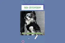 他甩开绳子的一瞬间好帅，想谈！#边牧 #被狗帅到了视频封面