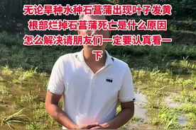 无论旱种水种石菖蒲出现叶子发黄，根部烂掉石菖蒲死亡是什么原因，怎么解决请朋友们一定要认定看一下#石菖蒲 #中药材 #中药材种植基地 #农业技术 #药材种植视频封面