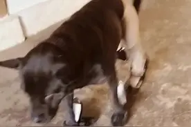 #dou上热门 狗狗高跟鞋搭配丝袜搞笑盘点#狗狗的心思都写在脸上了 #请勿模仿 @DOU+小助手视频封面