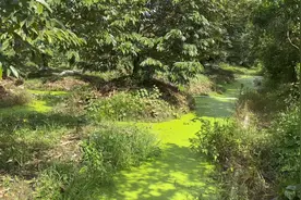 越南臭水沟种植榴莲，不怕水泡根？#越南榴莲 #海南榴莲视频封面