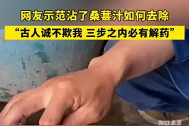 网友示范沾了桑葚汁如何去除，“古人诚不欺我， 三步之内必有解药”视频封面