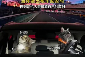 当你乘坐出租车回家时 #猫咪表情包  #谁能拒绝傻憨憨的小猫咪视频封面