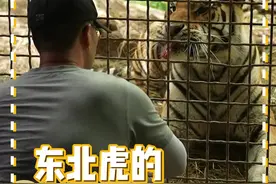 检查身体时虎子很配合，平时的行为训练不能少哦。#南京红山森林动物园 #神奇动物在抖音 #抖音自然视频封面