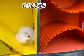 校草真心话大冒险输了 #解压小视频 惩罚竟然是和我接吻视频封面