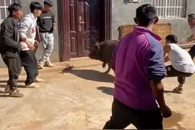 马上快过彝族年了，我提前带你们去看一下我们彝家是怎么过年的，11月20号是彝族年，过年三天不管认不认识都可以到家里来做客随便吃喝，你会来凉山过彝族年吗？#农村人的纯朴生活再现儿时的记忆 #记录身边的传统文化 #遇见美丽大凉山第3季  #少数民族的魅力 #彝族年倒计时视频封面