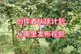 创作者伙伴计划，从哪里发布视频#原创视频 #干货分享 #经验分享视频封面