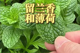长势很好，它是留兰香，和薄荷有什么区别吗？ #留兰香 #野生植物 #一日一植物 #亲近大自然 @抖音创作者中心 @抖音短视频