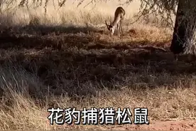 花豹捕猎羚羊结果被松鼠捣乱 #野生动物零距离 #看动物世界品百味人生视频封面