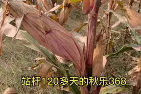 秋乐368稳产+高产，高抗锈病，高抗青枯，高抗倒伏视频封面
