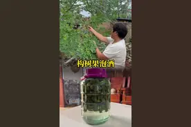 你们喝过构树果泡的酒吗？妈妈今天用构树果泡的酒。#农村美食 #记录真实生活 #农村生活 #新农人计划2025 #抖音美食推荐官 @DOU+小助手