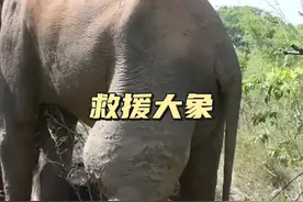 救援大象 大象后腿被黑曼巴蛇咬伤，肿胀严重，救援人员的救援能够成功吗#解说版动物世界 #神奇动物在抖音 #大象#动物救援#野生大象 #被毒蛇咬伤的大象视频封面