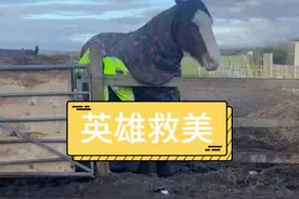 马也知道争风吃醋 #神奇的动物在抖音 #意想不到的结局 #搞笑配音视频封面