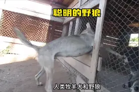 牧羊人抓住了一头野狼，竟然让野狼与牧羊犬繁殖出了狼犬视频封面