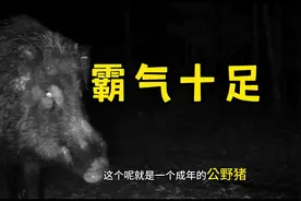 再说一遍，纯野猪不好吃，特别是公野猪真难吃！！#记录真实生活视频封面