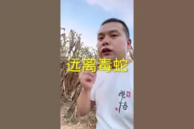 银环蛇一般不会咬你！#蛇🐍 #血清解蛇毒的原理 #五步蛇 #过山峰 #银环蛇视频封面